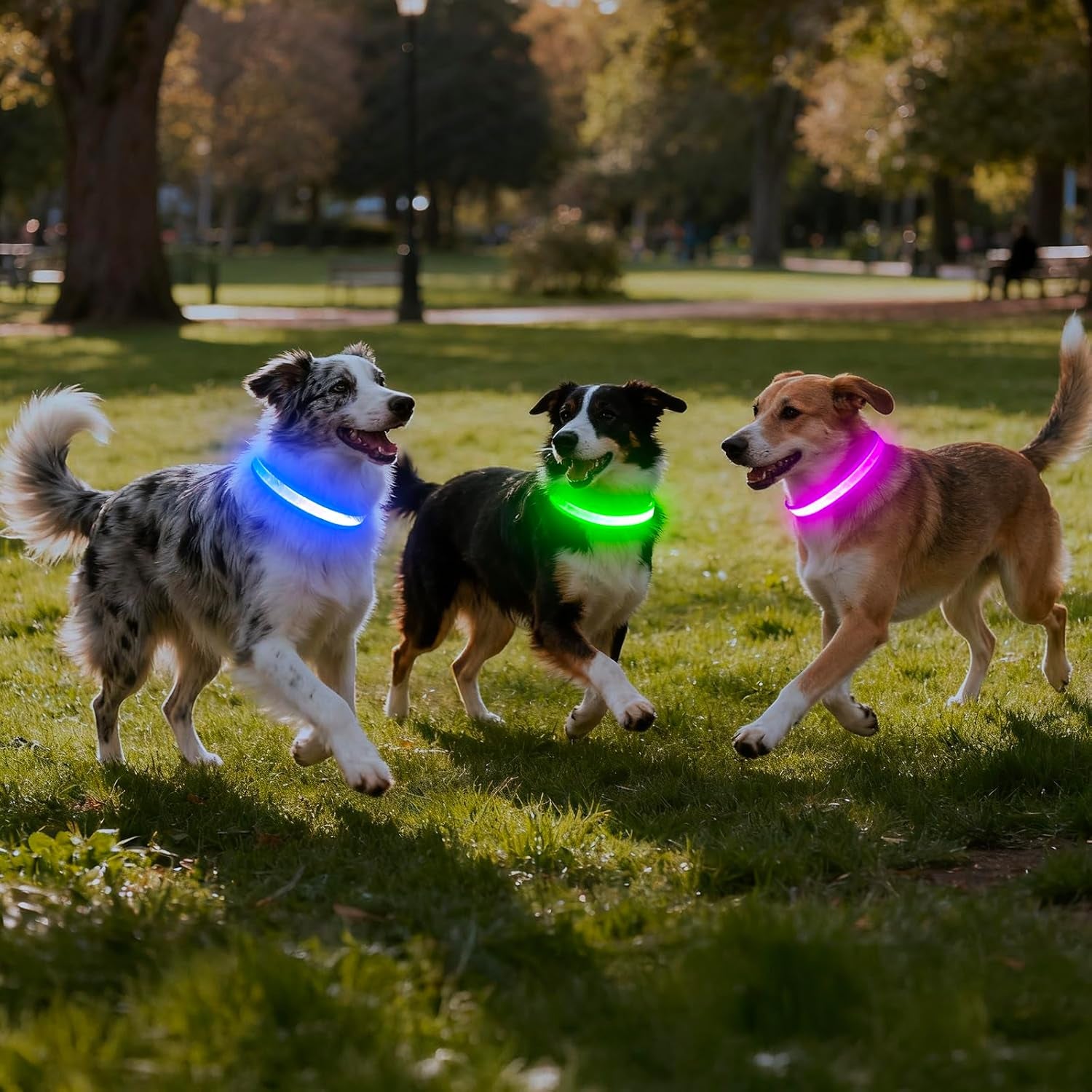 LED Dog Collar, Light up Dog Collar Adjustable Safety Glowing Collar | USB Rechargeable Super Bright Light Collars for Dogs(Small,Green)